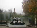 Pandaanlage im Herbstnebel