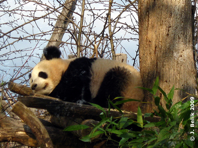 Fu Long, 19 Monate alt, 21. März 2009